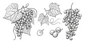 Sketch Grape bunches with leaves, vintage illustration of wine grape.