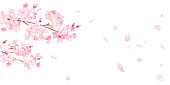 Spring flowers: background of cherry blossoms and falling petals. Watercolor illustration trace vector. Layout can be changed.
