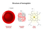 Structure of hemoglobin