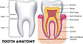 Tooth anatomy vector dental infographics