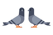 Two pigeons simple illustration