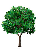 Vector realistic tree with green leaves.