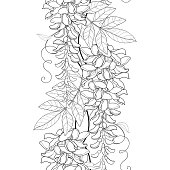 Vector seamless pattern with outline Wisteria or Wistaria flower bunch, bud and leaf in black on the white background.