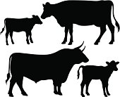 vector silhouettes of a bull, a cow and a calf