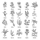 Vintage botanical herbs sketch