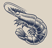 Vintage vector illustration a shrimp for seafood theme