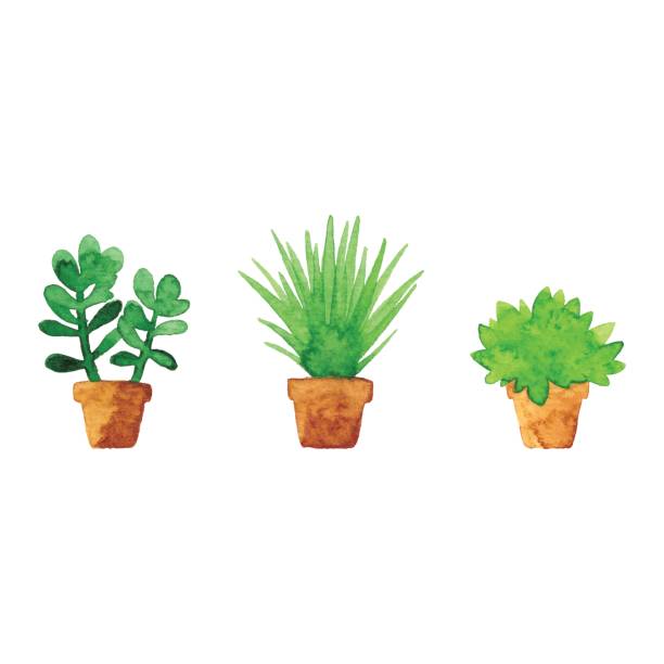水彩小さな鉢植え - 観葉植物点のイラスト素材／クリップアート素材／マンガ素材／アイコン素材