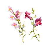 Watercolor snapdragon flower