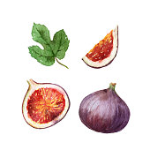 Watercolor vector hand painted jucy fig fruit set.