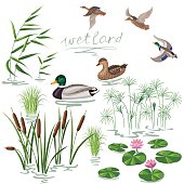 Wetland Plants and Ducks Set