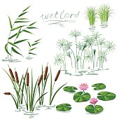 Wetland Plants Set