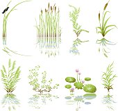 Wetlands Icons with Multiple Marsh Elements including their Shadows