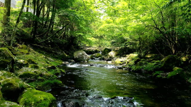 landscape of clear stream